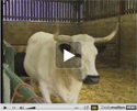 Farm animals & us (1) : vidéo pour l‘enseignement de l‘anglais