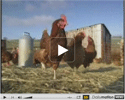 Farm animals & us (2) : vidéo pour l‘enseignement de l‘anglais