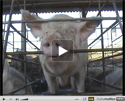 Bien-être animal : les bonnes pratiques en élevage porcin