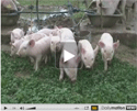 Alternatives en élevage porcin (2)