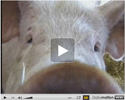 Alternatives en élevage porcin (3)