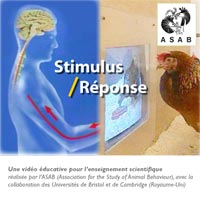 Stimulus / Réponse